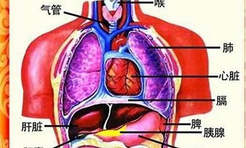 五脏六腑的拼音_五脏六腑的拼音是什么意思