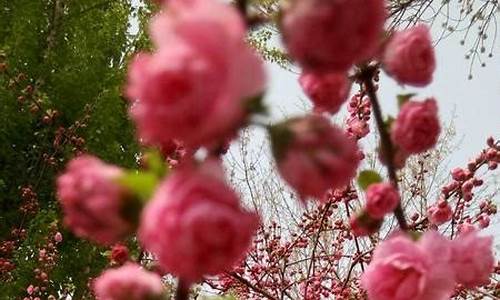 繁花似锦是什么意思_一路繁花似锦是什么意思